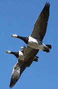 Barnacle Goose