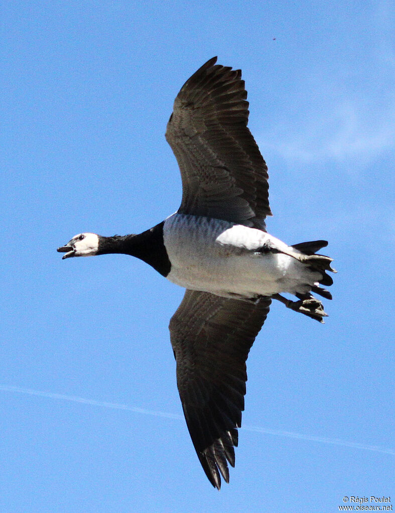 Barnacle Goose, Flight