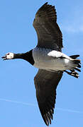 Barnacle Goose