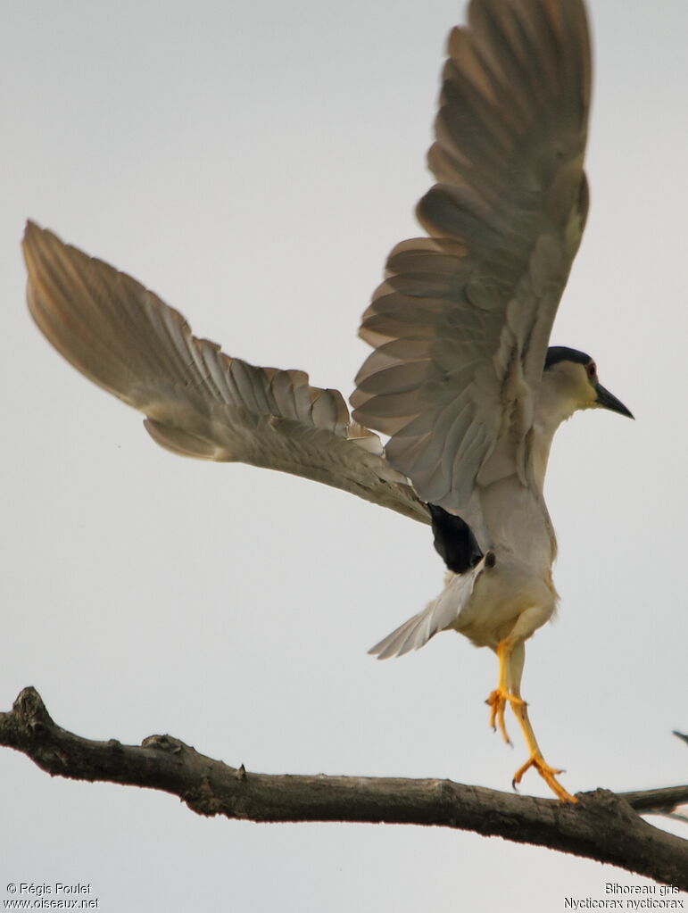 Black-crowned Night Heronadult