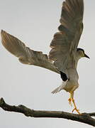 Black-crowned Night Heron