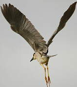 Black-crowned Night Heron