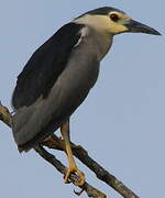 Black-crowned Night Heron