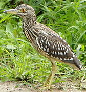 Black-crowned Night Heron