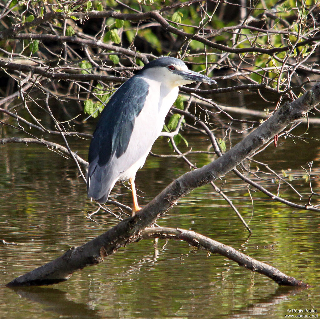 Black-crowned Night Heronadult, identification