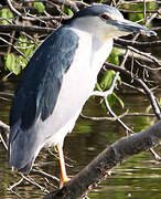 Black-crowned Night Heron