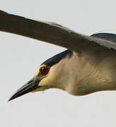 Black-crowned Night Heron