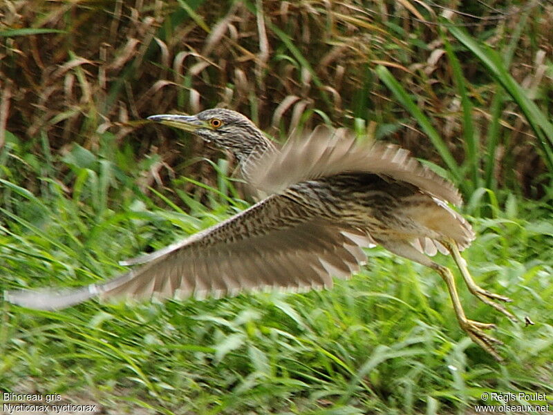Black-crowned Night HeronFirst year, Flight