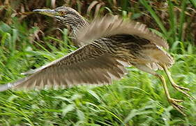 Black-crowned Night Heron