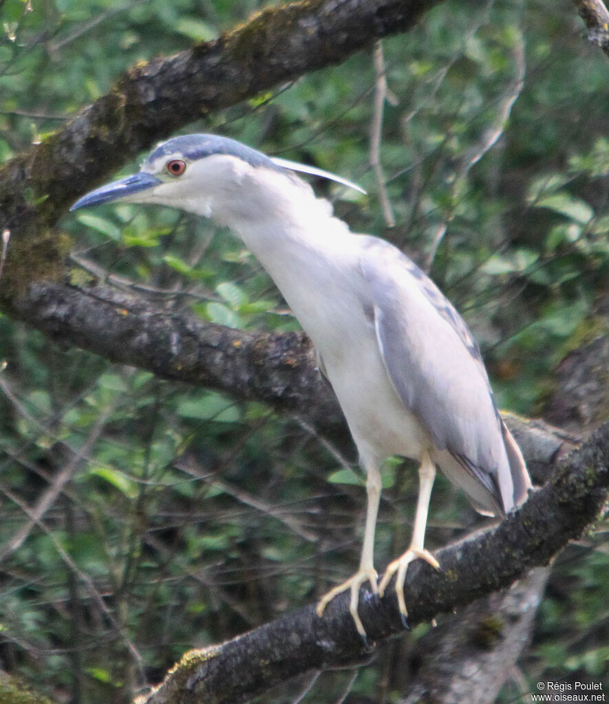 Black-crowned Night Heronsubadult, Behaviour