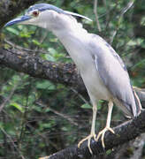 Black-crowned Night Heron