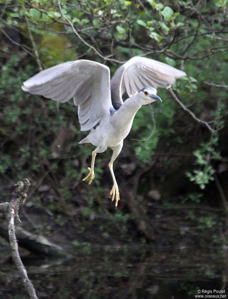 Black-crowned Night Heronsubadult, Flight, Behaviour