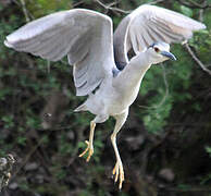 Black-crowned Night Heron