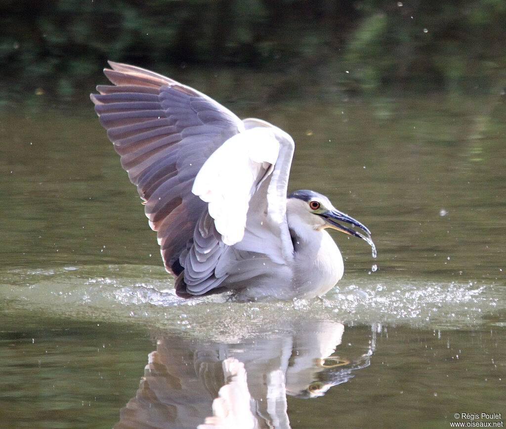 Black-crowned Night Heronsubadult, identification, Behaviour