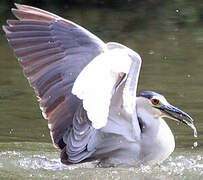 Black-crowned Night Heron