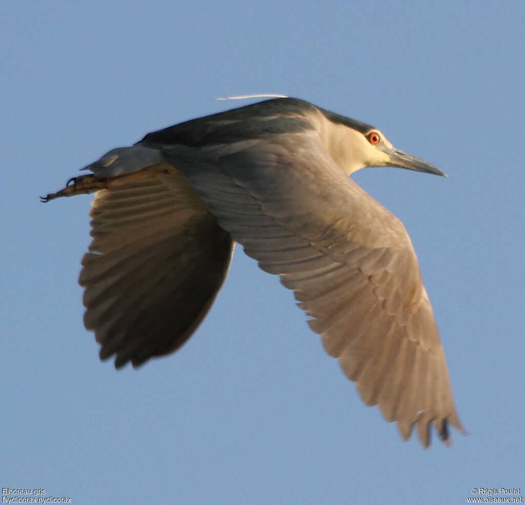 Black-crowned Night Heronadult, Flight