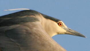 Black-crowned Night Heron