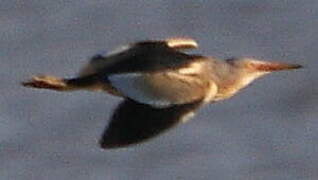 Little Bittern