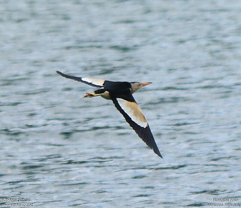 Little Bittern, Flight