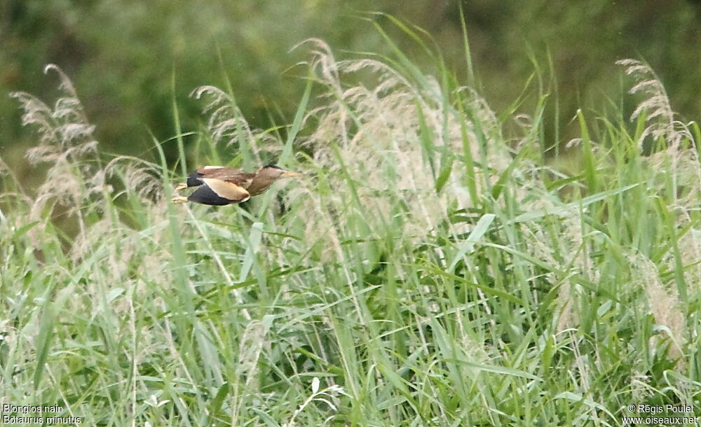 Little Bittern, Flight