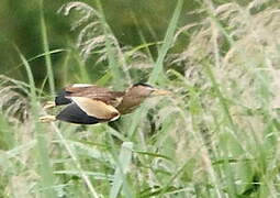 Little Bittern