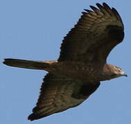 European Honey Buzzard