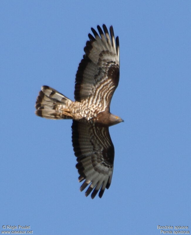 European Honey Buzzard male adult, Flight