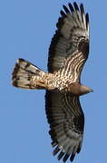 European Honey Buzzard