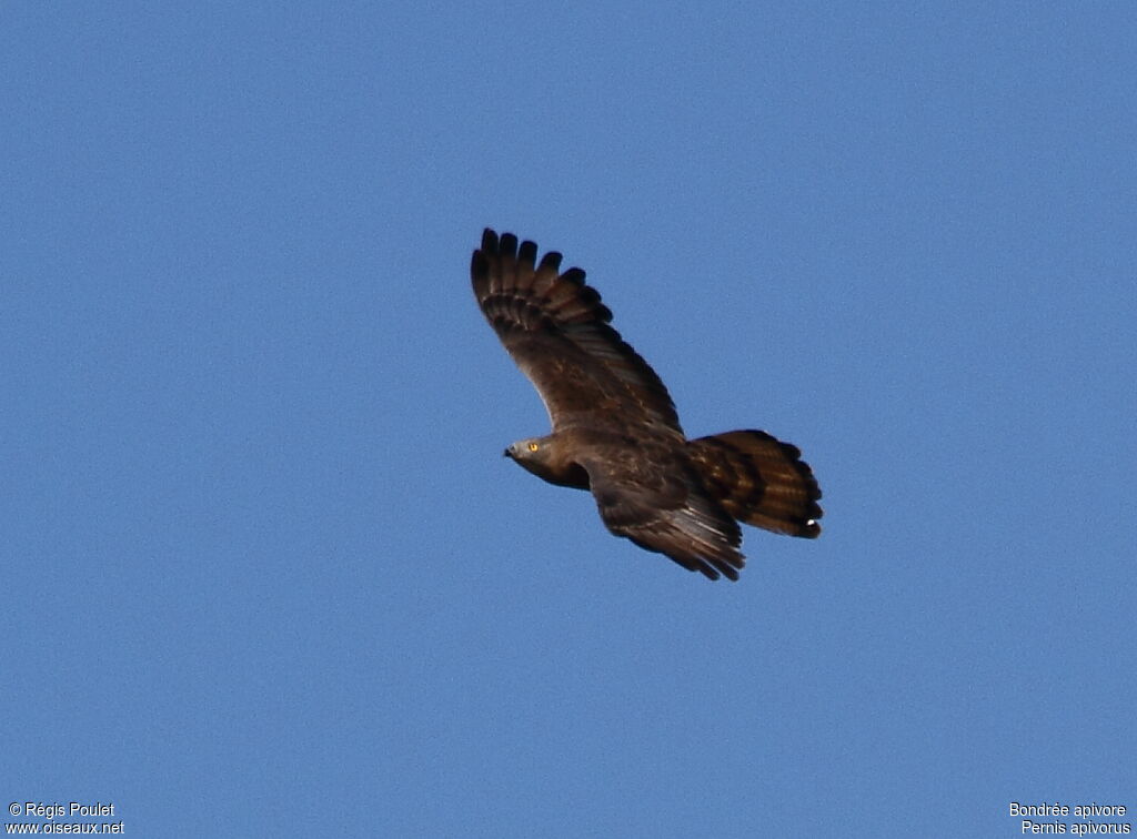 European Honey Buzzard, Flight