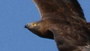 European Honey Buzzard