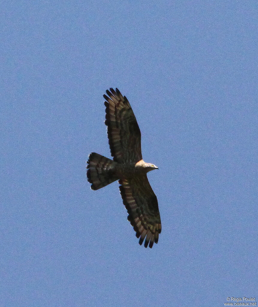 European Honey Buzzard male adult, Flight