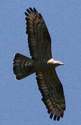 European Honey Buzzard