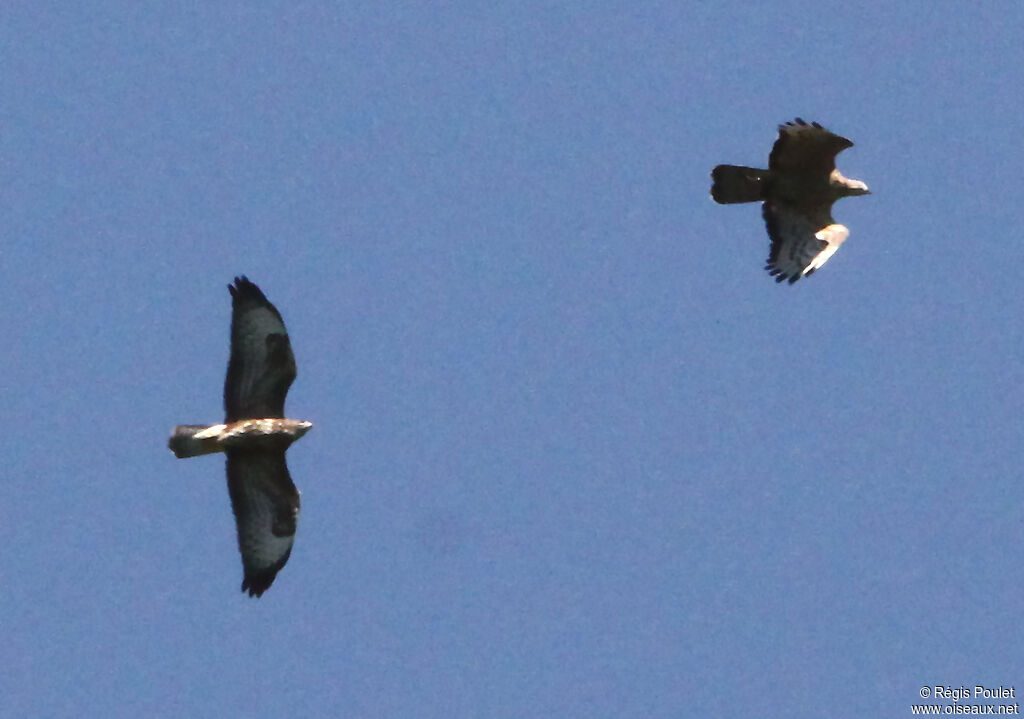 European Honey Buzzard, Behaviour