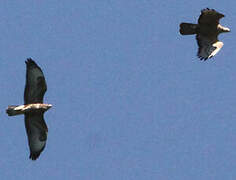 European Honey Buzzard