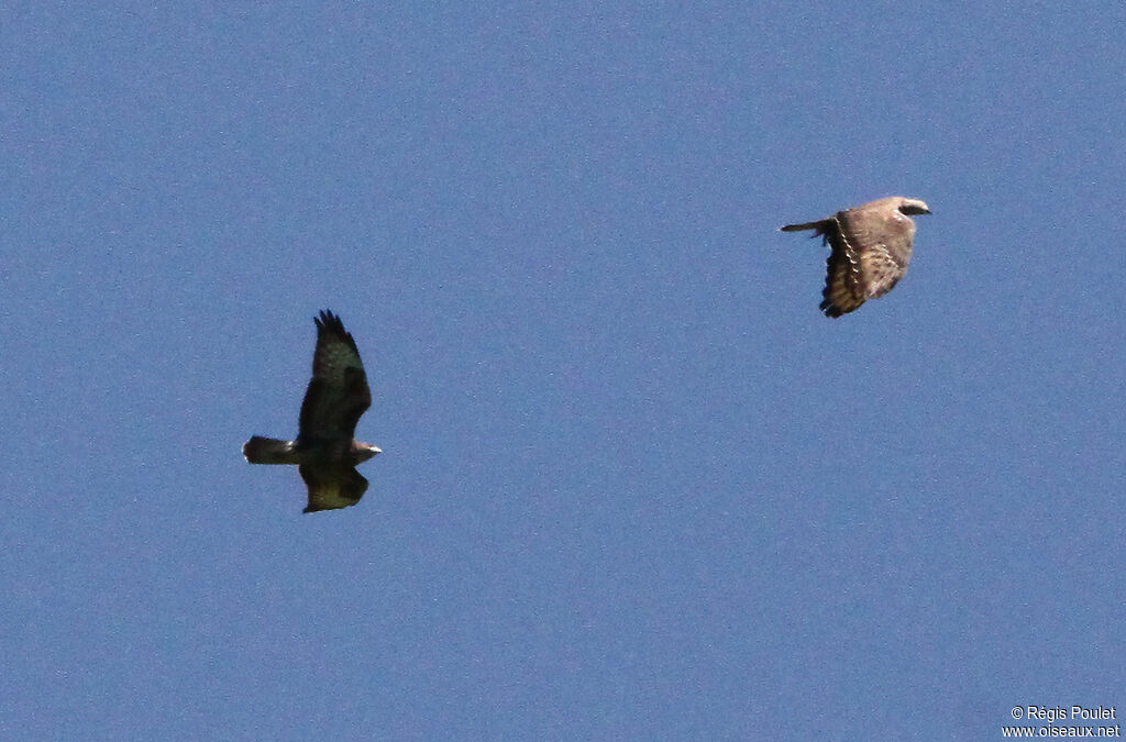 European Honey Buzzard, Behaviour