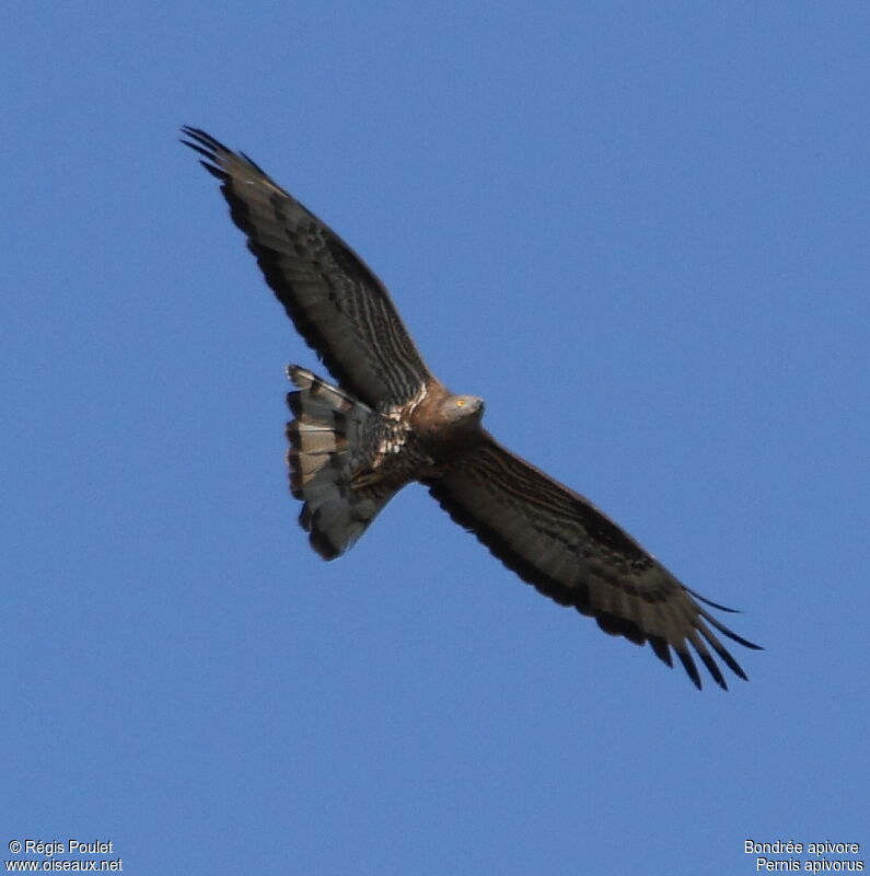 European Honey Buzzard