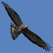 European Honey Buzzard