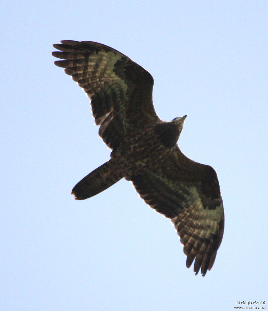 European Honey Buzzard, Flight