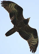 European Honey Buzzard