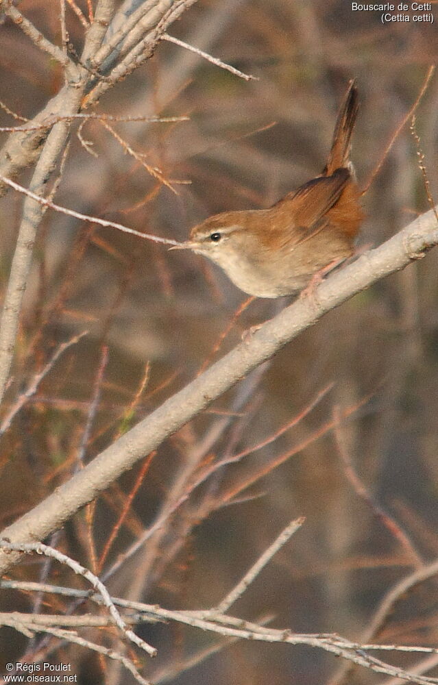 Bouscarle de Cetti