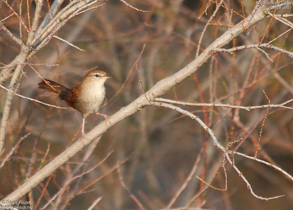 Bouscarle de Cetti