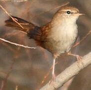 Cetti's Warbler