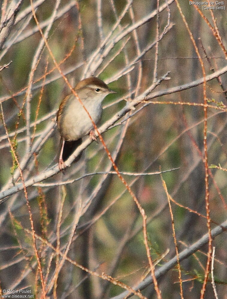 Bouscarle de Cetti