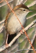 Cetti's Warbler