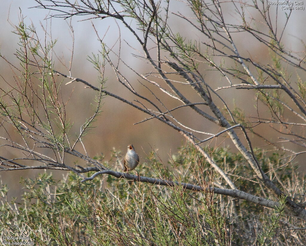 Cetti's Warbler, song