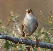 Cetti's Warbler