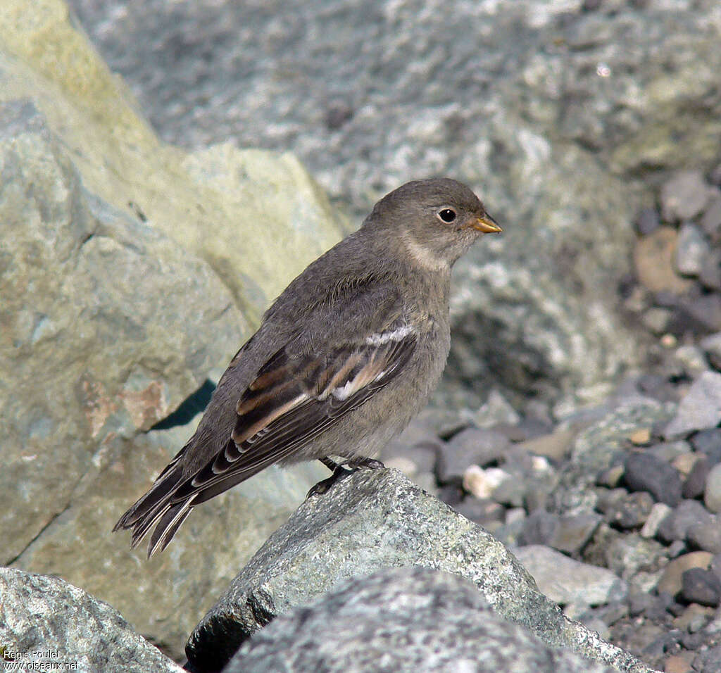 Snow Buntingjuvenile, identification