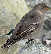 Snow Bunting