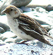 Snow Bunting