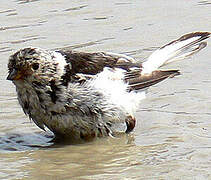 Snow Bunting